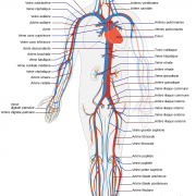 Anatomie angiologie