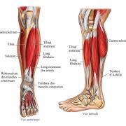 Anatomie muscles de la jambe 1