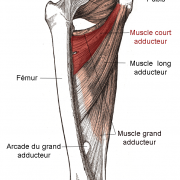 Muscle court adducteur