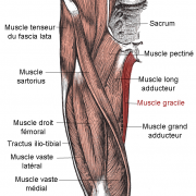 Muscle gracile