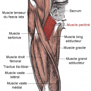 Muscle pectine