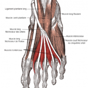 Muscles lombricaux