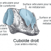 Os Cuboïde
