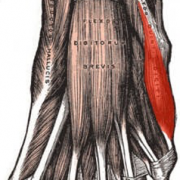 Abducteur du 5 eme orteil