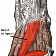 Add oblique hallux