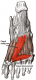 Add oblique hallux