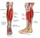 Anatomie muscles de la jambe 1
