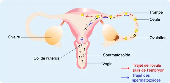 Appareil genital feminin fecondation el png