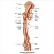 Artère membre inf cuisse