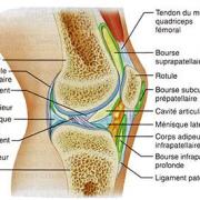 Articulation genou