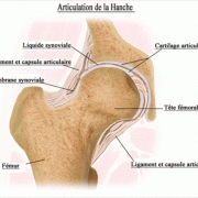 Articulation hanche