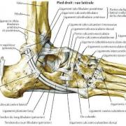 Athrologie talo crural