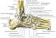 Athrologie talo crural