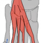 Court Extenseur des Orteils