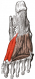 Cfh image