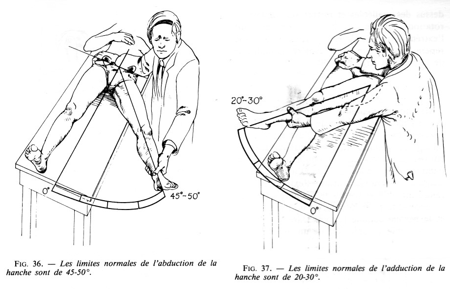 Bassin, hanche, cuisse, genou, jambe, cheville, pied 