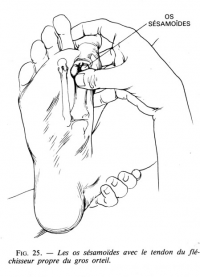 Ec pied 16