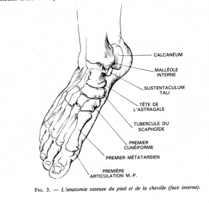 Ec pied 3