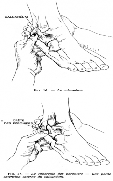 Ec pied 9