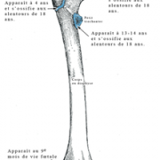 Femur