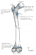 Femur