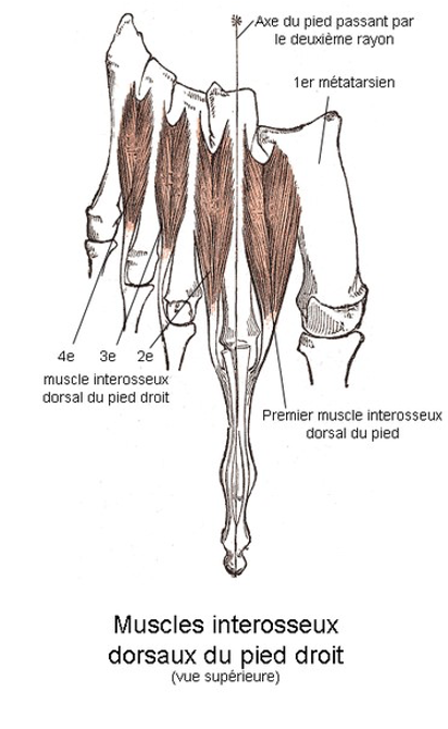 Inter osseux dorsaux