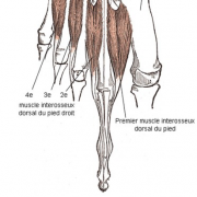 Inter osseux dorsaux