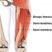 Ischio jambiers anatomie