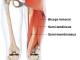 Ischio jambiers anatomie
