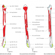 La fibula