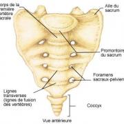 Le sacrum