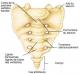 Le sacrum
