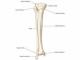 Le tibia