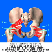 Les pelvitrochanteriens