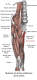 Muscle gracile