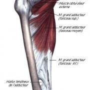 Muscle grand adducteur