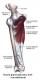 Muscle grand adducteur