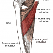 Muscle long adducteur
