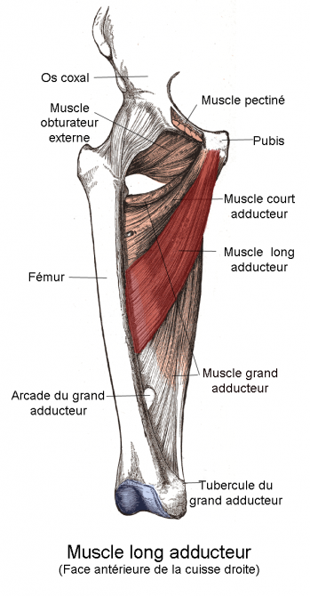 Muscle long adducteur