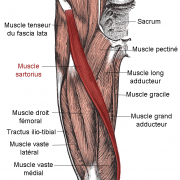 Muscle pate oie