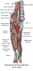 Muscle pectine