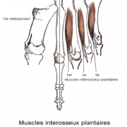 Muscles interosseux plantaire