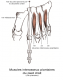 Muscles interosseux plantaire