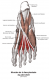 Muscles lombricaux
