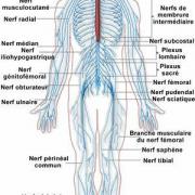 Neuro anatomie