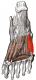 Opposant du 5