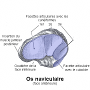 Os naviculaire