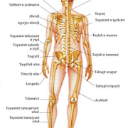 Osteologie 