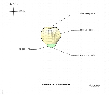 Patella face ant