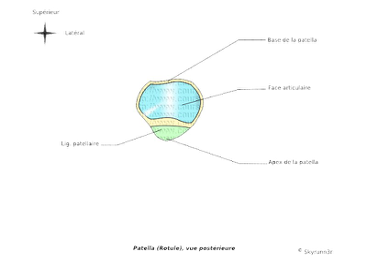 Patella face post